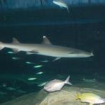 Australia 034